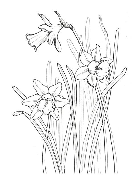 Narcissus Daffodil Jonquil Abstract Pencil Drawings Flower Line