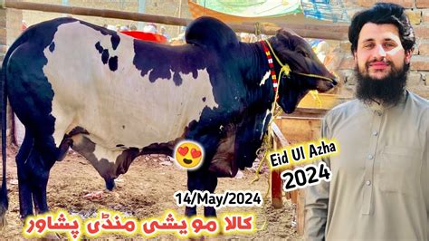 Maweshi Mandi Kala Cattle Market 14 May 2024 New Updates Eid Ul Azha