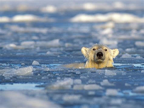 Images Of Polar Bears Swimming