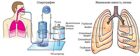 Понятие объема легких человека