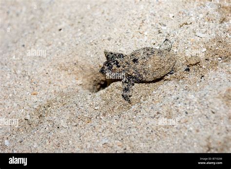 Hawksbill Hatchling Hi Res Stock Photography And Images Alamy