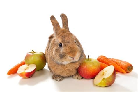 Peut On Donner De La Banane Un Lapin Alimentation Du Lapin