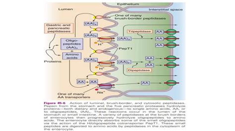 Digestion And Absorption Of Carbohydrates Part 1 Pptx