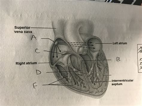 Cardiac Conduction System Diagram Quizlet