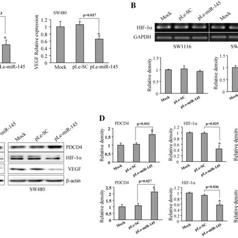 Overexpression of miR 145 inhibited VEGF and HIF 1α expression A