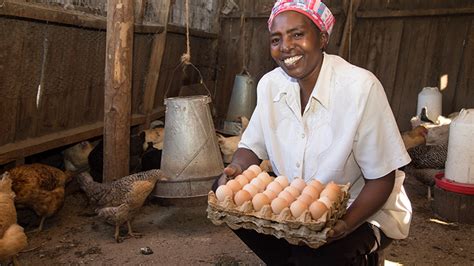 Climate Smart Poultry Farming Brings Prosperity To Kenyas Smallholders