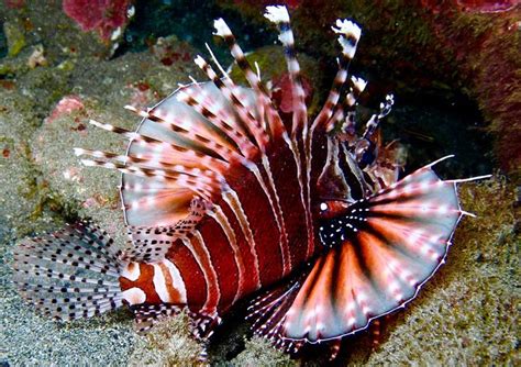 Lionfish | Lion fish, Snorkeling, Us vacation spots