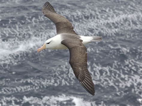 Wandering Albatross Flying