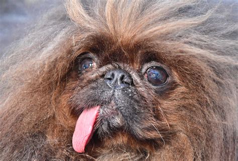 Pekinese Wild Thang erkämpft sich den Titel als hässlichster Hund der