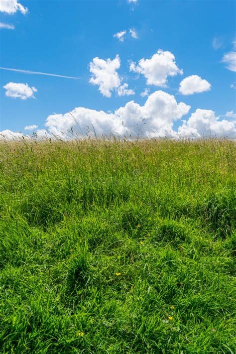 Beautiful Park Scene In Public Park With Green Grass Field Green Tree Plant And A Party Cloudy