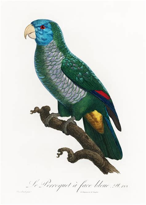 The Saint Lucia Amazon Amazona Versicolor From Natural History Of