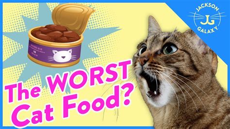 Cat Expert Explains How To Read Cat Food Labels Youtube