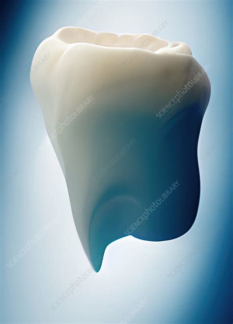 Tooth, illustration - Stock Image - F036/7108 - Science Photo Library