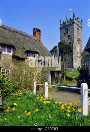 Daffodils Spring Godshill Isle Of Wight England UK Stock Photo Alamy