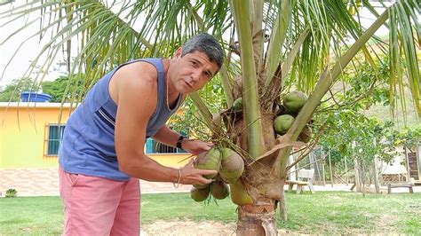 Primeira Colheita De Coco An O Coqueiro Novo Produzindo Cultivo