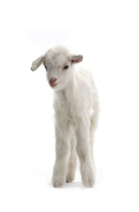 kid definition  family  rory barbour blog