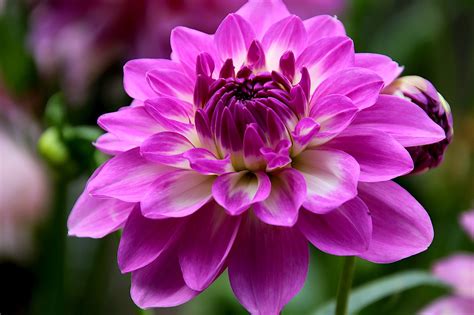 Dalia Morada Flor Purpura Foto Gratis En Pixabay Pixabay