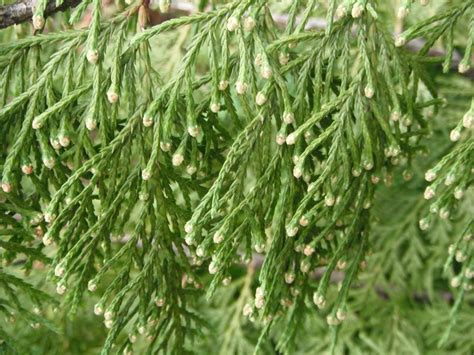 Alaska Yellow Cedar Callitropsis Nootkatensis Native Plants PNW