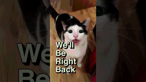 cat youtube