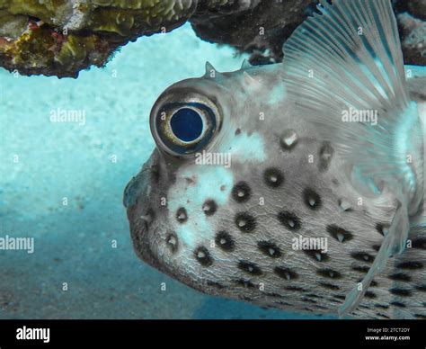 Gelbflecken Igelfisch Cyclichthys Spilostylus Unterwasser Foto