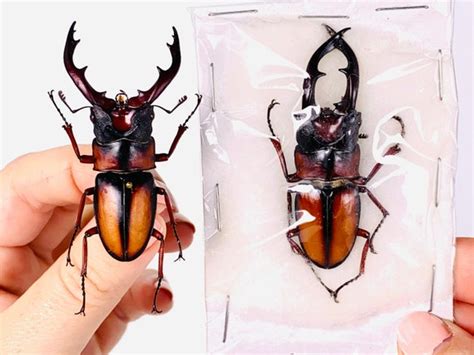 Rare Impressive African Stag Beetle Prosopocoilus Mirabilis Etsy