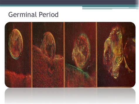 Prenatal Stage Of Development