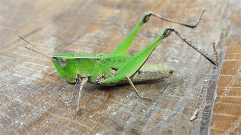 Maryland Biodiversity Project Short Winged Green Grasshopper Dichromorpha Viridis