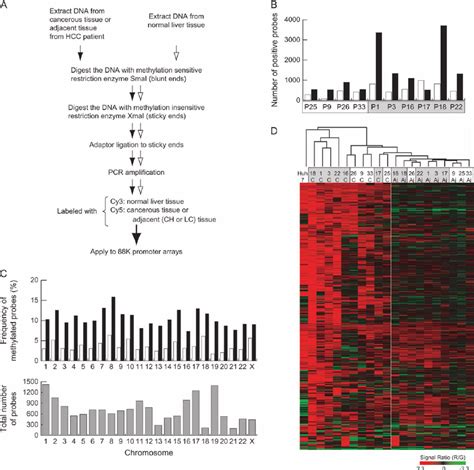 Mcam Analysis In Hcc Samples A Outline Of Mcam Dna From Cancerous