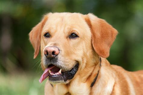 Royalty Free Photo Adult Yellow Labrador Retriever Pickpik