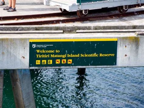 Tiritiri Matangi Island: How to See Rare and Endangered Birds in Auckland