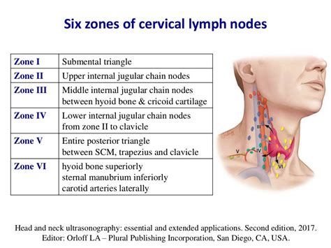 Ultrasound Of Thyroid Nodules