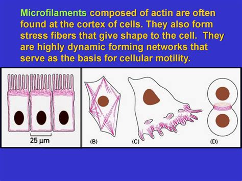 The Cytoskeleton Microfilaments Essential Cell Biology презентация