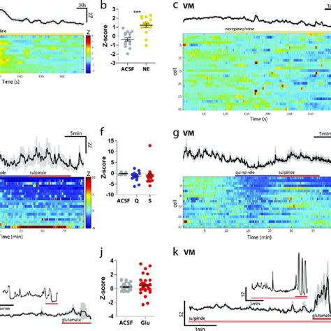 Ventral Midbrain And Hippocampal Astrocyte Calcium Responses To