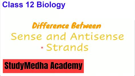 Difference Between Sense Strand And Antisense Strand Of Dna Youtube