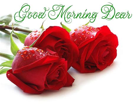 Good Morning Love Rose Flower Images Best Flower Site