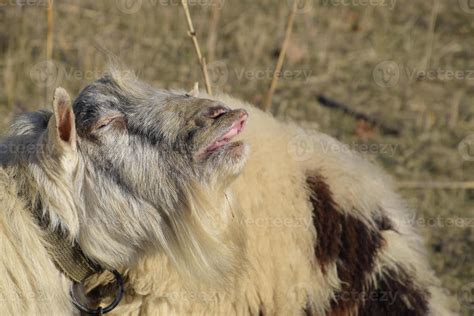 Goat Lifts His Lip And Sniffs Pheromones Goat Sexual Behavior During Mating 38792129 Stock