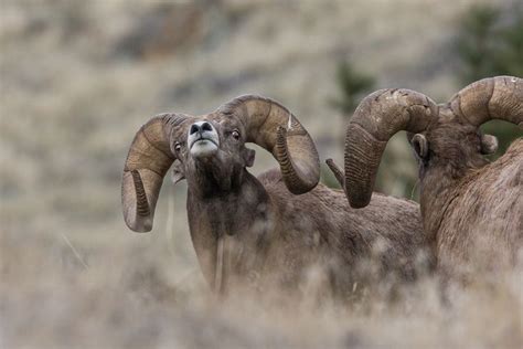 Three Rams Are Standing In The Tall Grass Looking At Something To Their