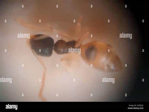ghost ant tapinoma melanocephalum stock photo alamy