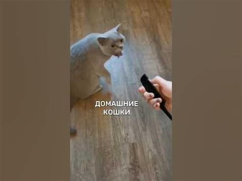 ПРОВЕРЯЕМ СТАРЫЙ ПРИКОЛ🔥 УЛИЧНЫЕ VS ДОМАШНИЕ КОШКИ И РАСЧЕСКА 😅 - YouTube
