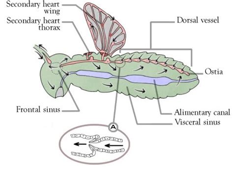 Circulatory system