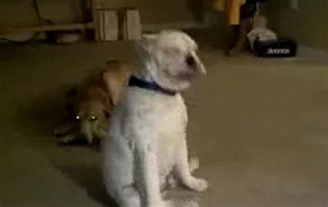 Adorable Video Of Deaf Bulldog Dancing To The Vibrations Of His Master