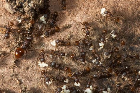 Baby ant larva stock photo. Image of ground, worker, baby - 26813448