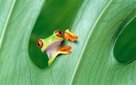 Tree Frog Wallpaper 64 Images