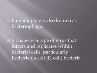 lambda phage reproduction pptx