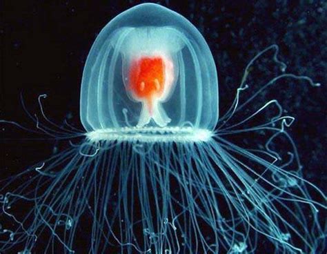 Immortal Beasts: Unveiling the Secrets of the Longest Living Animals - Hunter Games Magazine