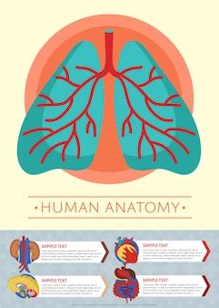 premium vector human anatomy medical poster template  internal organs
