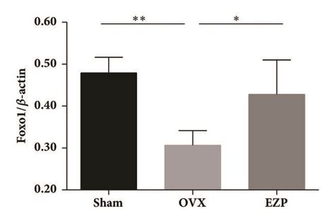 Ezp Upregulated Protein Levels Of Sirt Runx Foxo And Foxo A And