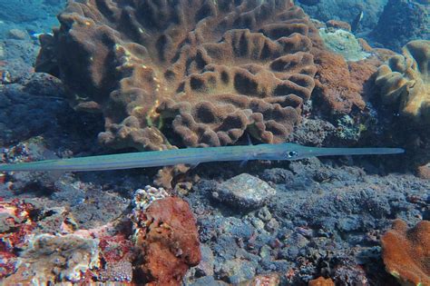 Bluespotted Cornetfish • Fistularia commersonii • Fish sheet