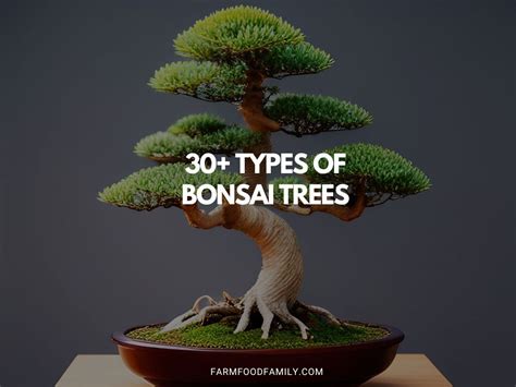 Types Of Bonsai Trees You Should Consider With Pictures