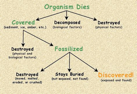 Fossils Diagram Quizlet